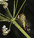 Scorpion fly - main link