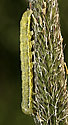 Caterpillar - main link