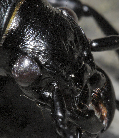 Portrait of the ground beetle - smaller format