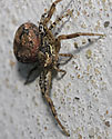 Xysticus audax - main link