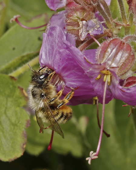 Bee - smaller format