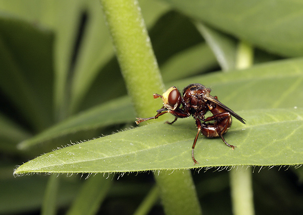 Sicus ferrugineus - smaller format