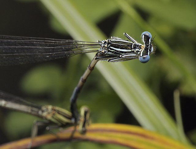 Damsel-fly - smaller format