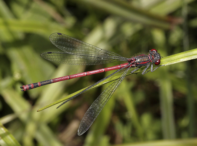 Damsel-fly - smaller format