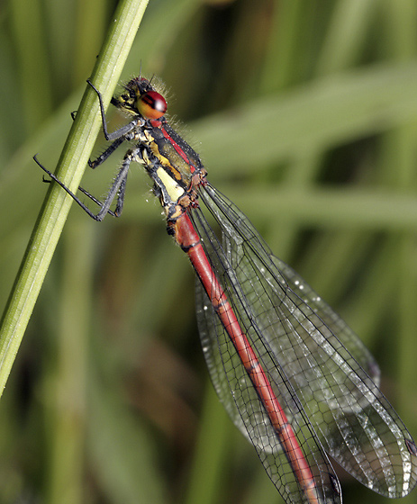 Damsel-fly - smaller format