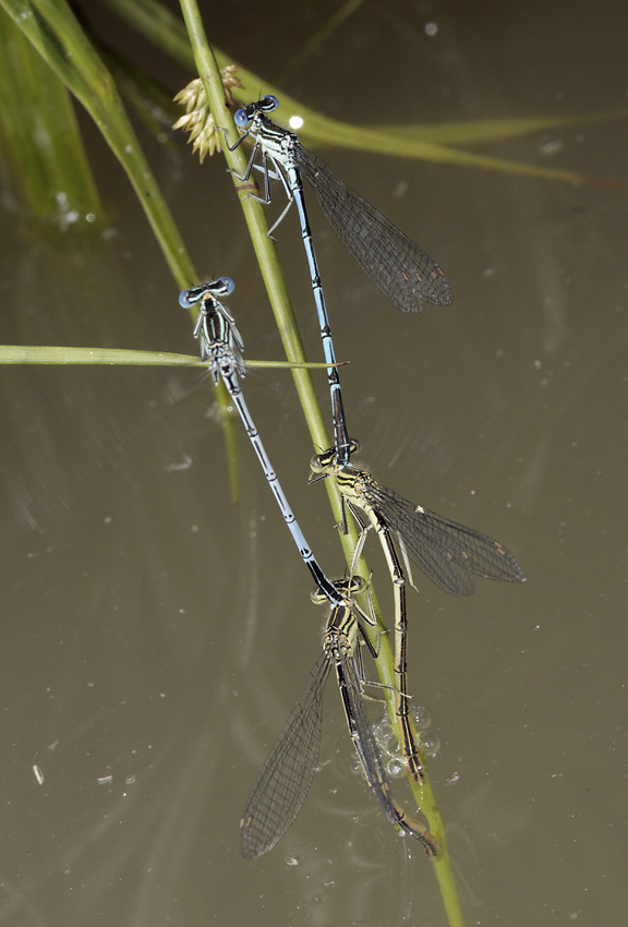 Damsel-flies - larger format