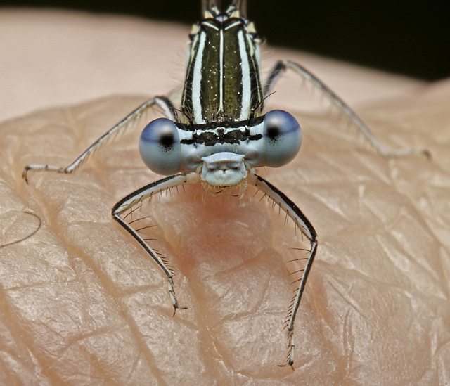 Portrait if the damsel-fly - smaller format