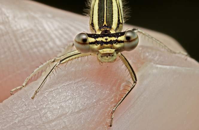 Portrait if the damsel-fly - smaller format