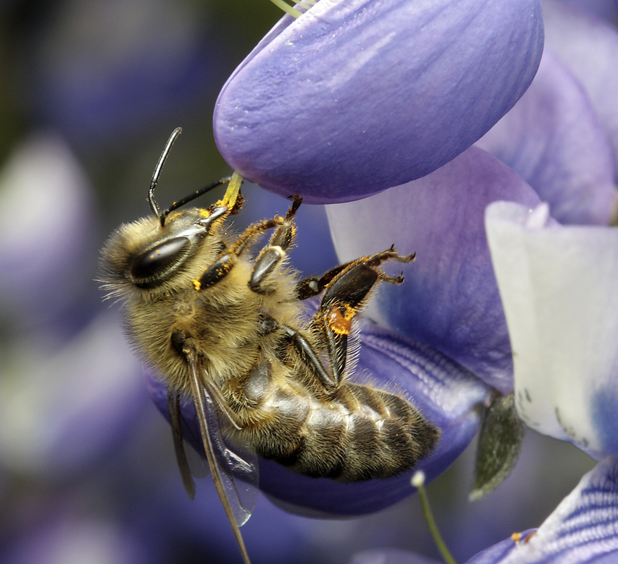 Včela - větší formát