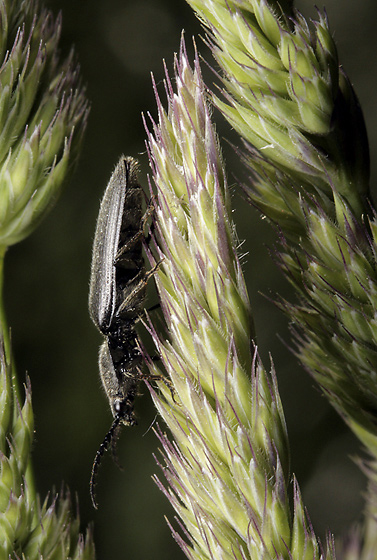 Click-beetle - smaller format