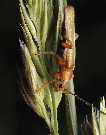 Rhagonycha fulva - smaller format