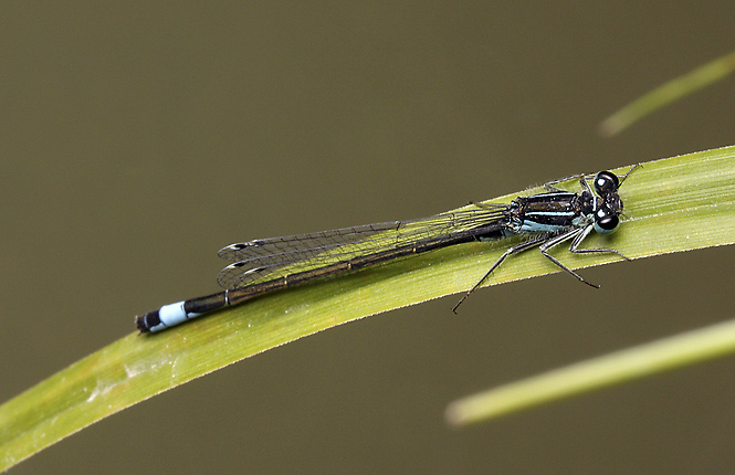Damsel-fly - smaller format