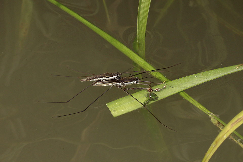 Water striders - larger format