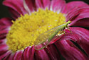 Common green lacewing - main link
