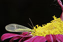Common green lacewing - main link