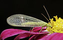 Common green lacewing - main link