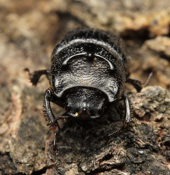 Rhinoceros beetle - smaller format