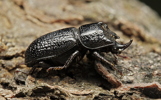 Rhinoceros beetle - smaller format