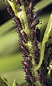 Aphids - main link
