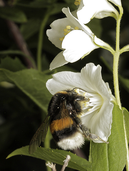 Buff-tailed Bumblebee - smaller format