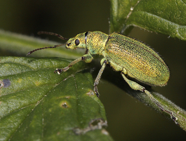 Curculio - smaller format
