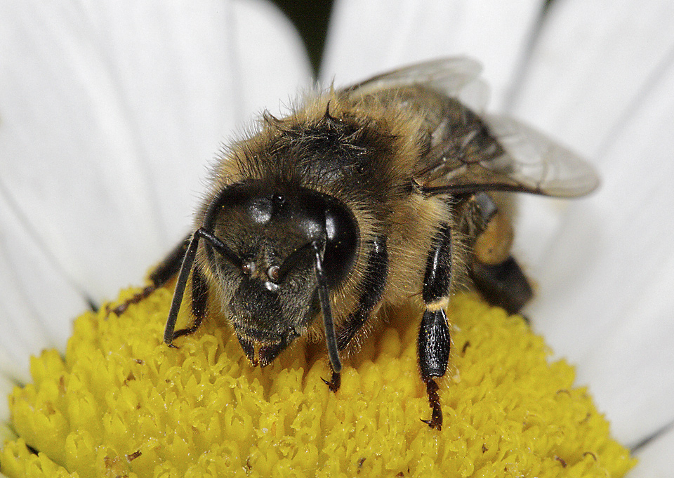 Včela - větší formát