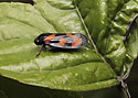 Spittle bug - main link