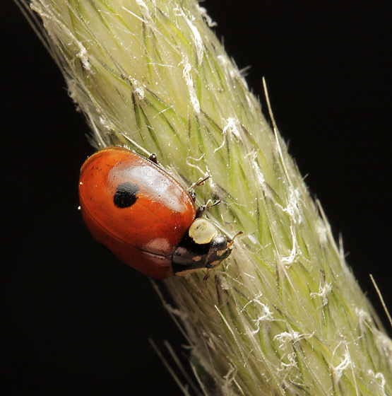 Ladybird - smaller format