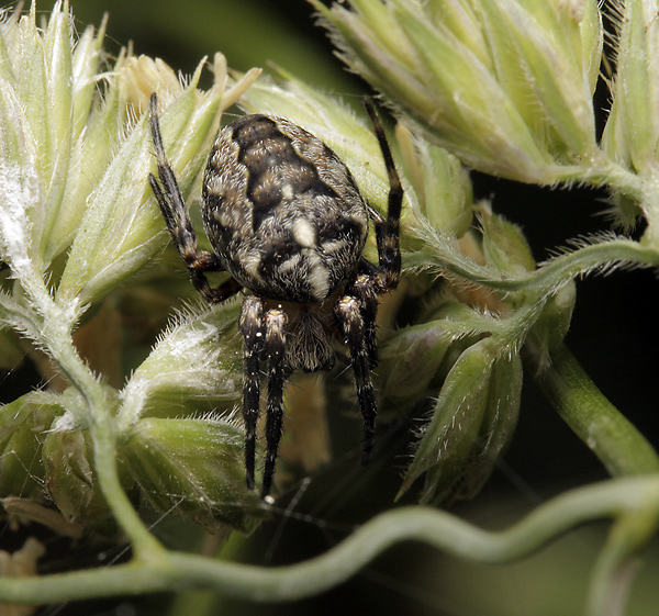 Cross spider - smaller format