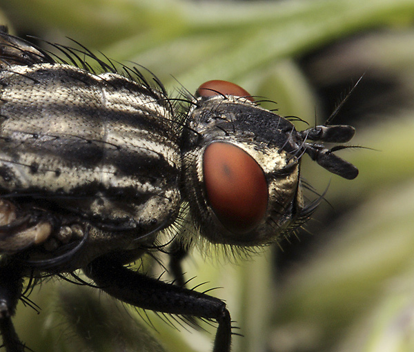 Head of the fly - smaller format