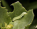 Caterpillar - main link