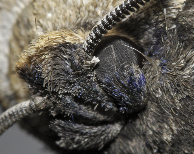 Moth`s look - smaller format