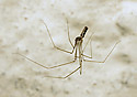 Spider - main link