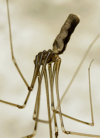 Spider - smaller format