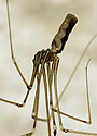 Spider - main link