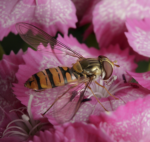 Hover fly - smaller format