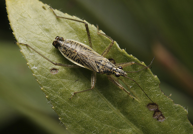 Nabis flavomarginatus - smaller format