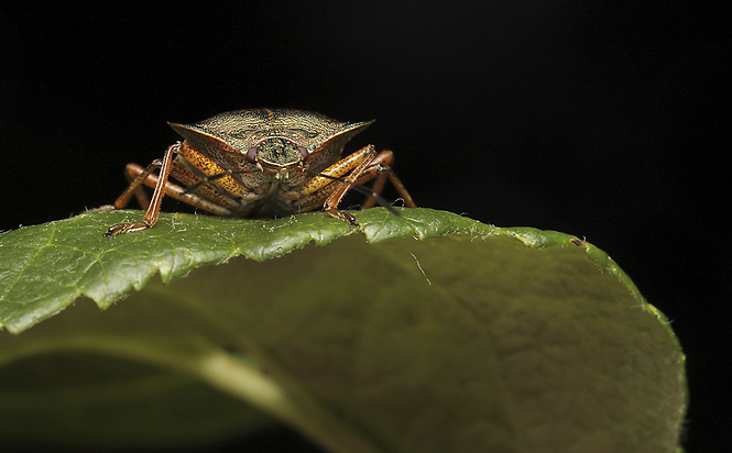 Stink bug - smaller format