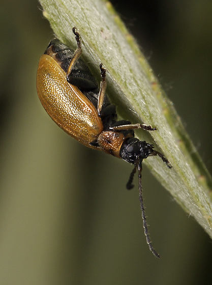 Lochmaea caprea - smaller format