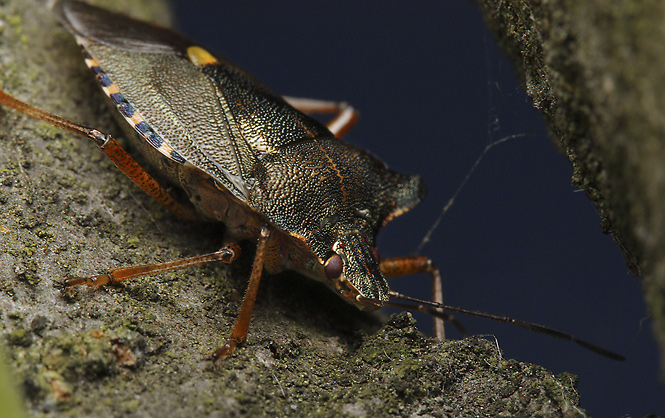 Stink bug - smaller format