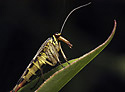 Scorpion fly - main link