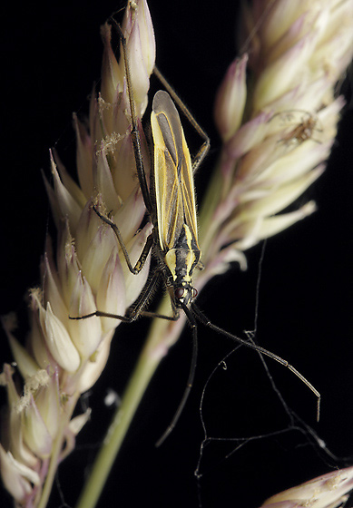 Leptopterna dolabrata - smaller format