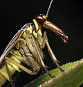 Portrait of the scorpion fly - main link