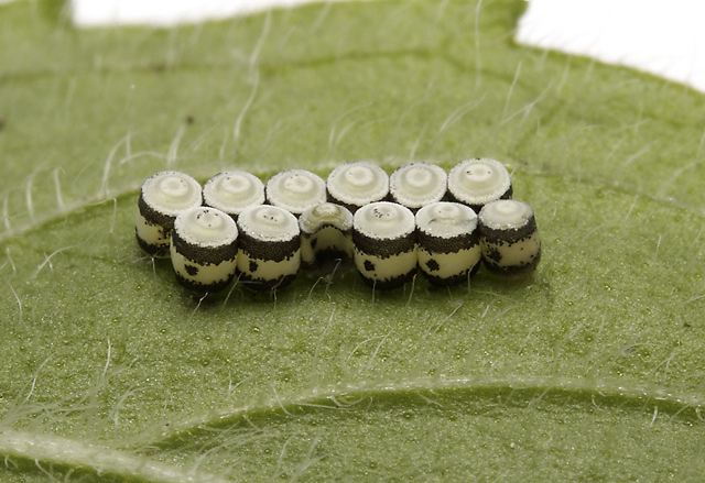 Hmyzí vajíčka - menší formát