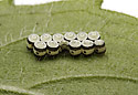 Insect`s eggs - main link