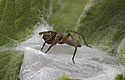 Spider at the cocoon - main link