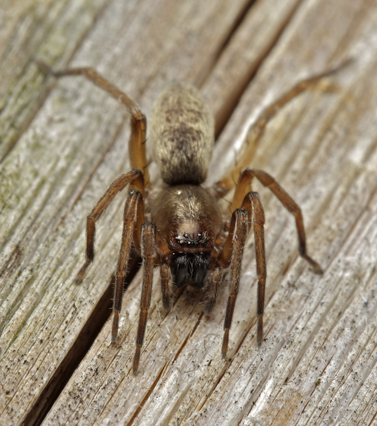Spider - larger format