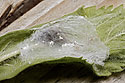 Spider in the cocoon - main link