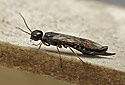 Xiphydria prolongata - main link