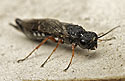 Xiphydria prolongata - main link